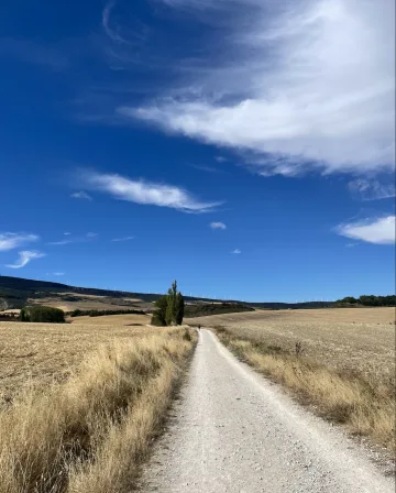 Path through golden fields