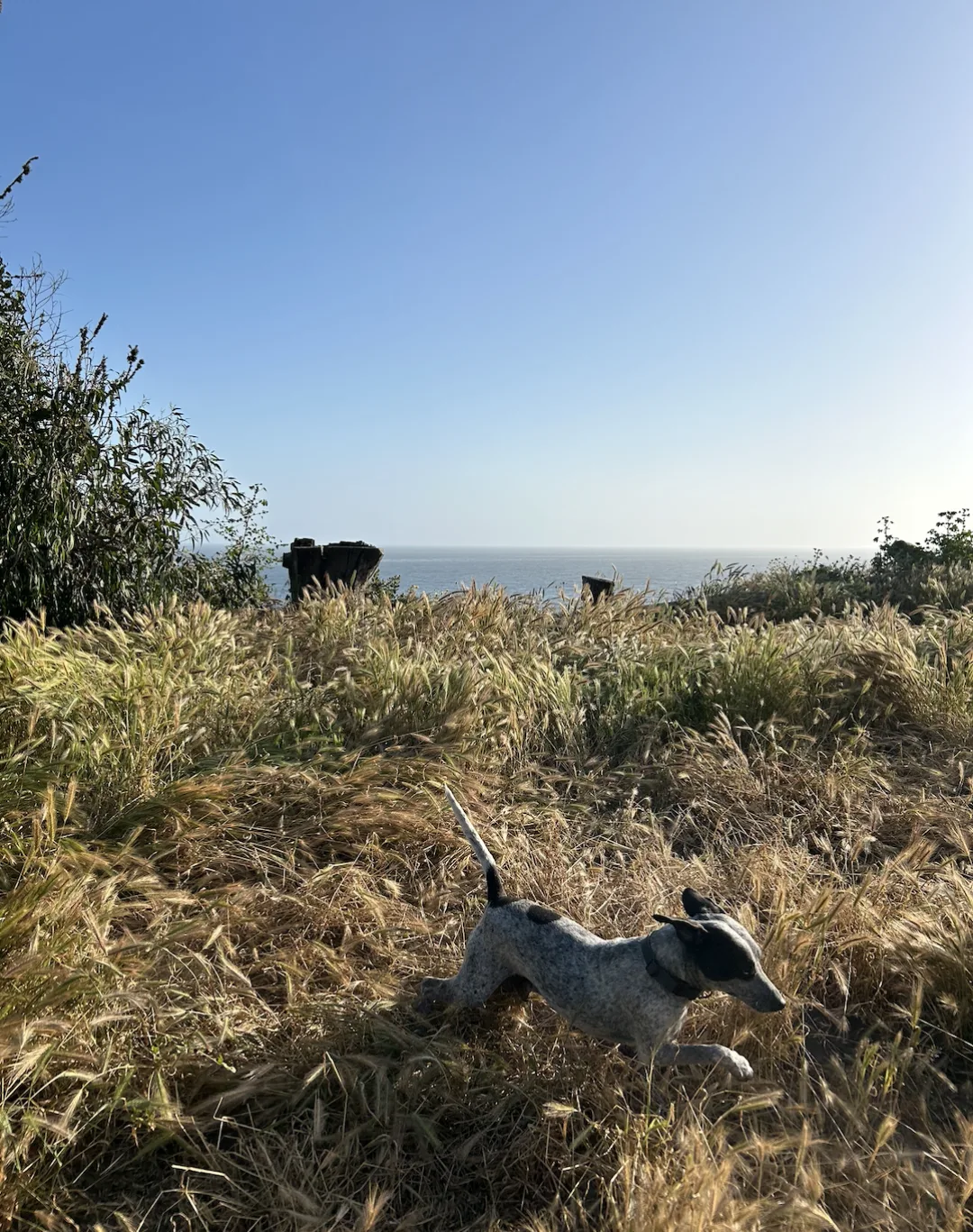 Dog running through coastal grasses